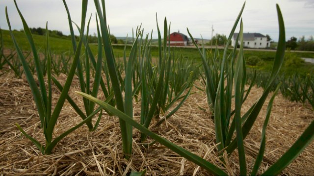 garlic ail organic bio farm ferme